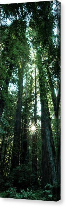 Light in the Forest - Canvas Print