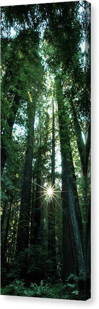 Light in the Forest - Canvas Print