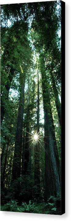 Light in the Forest - Canvas Print