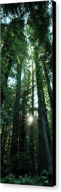 Light in the Forest - Canvas Print