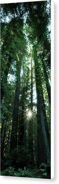 Light in the Forest - Canvas Print