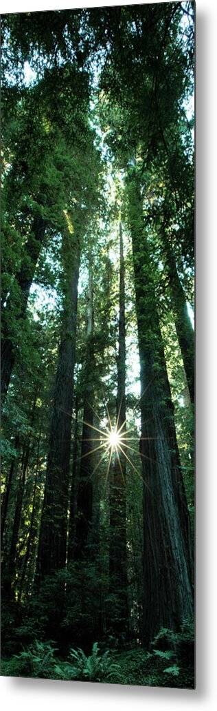 Light in the Forest - Metal Print