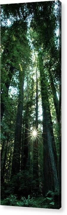 Light in the Forest - Acrylic Print