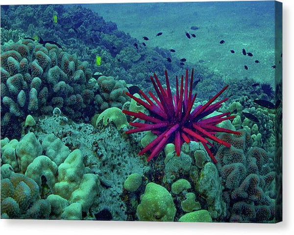 Molokini Atoll - Canvas Print Canvas Print 1ArtCollection