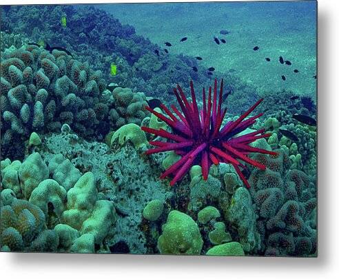 Molokini Atoll - Metal Print Metal Print 1ArtCollection