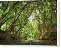 Nuuanu Tree Tunnel - Canvas Print