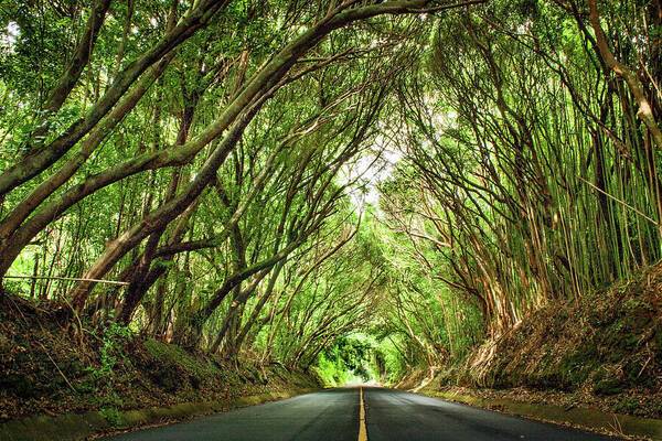 Nuuanu Tree Tunnel - Art Print