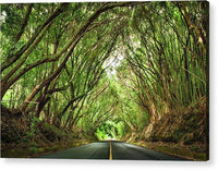 Nuuanu Tree Tunnel - Acrylic Print