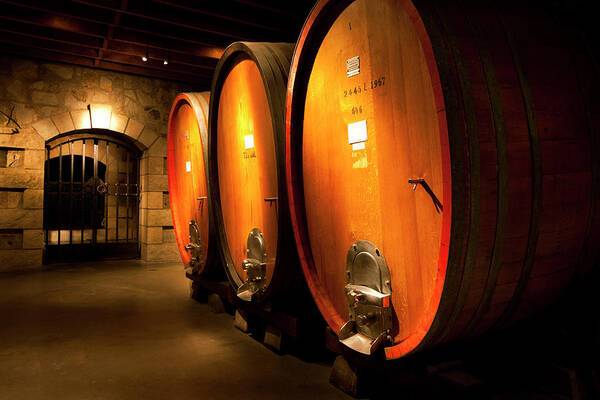 Oak wine casks in wine cellar - Art Print