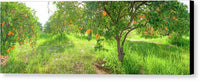 Orange Grove Panorama - Canvas Print