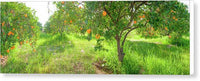 Orange Grove Panorama - Canvas Print