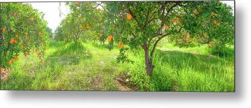 Orange Grove Panorama - Metal Print