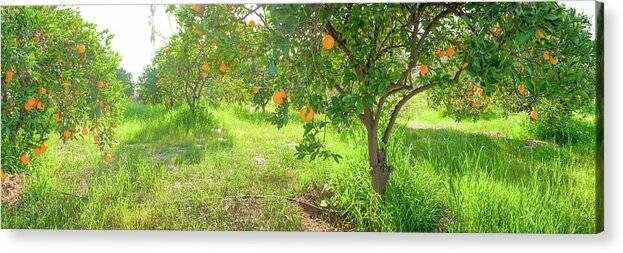 Orange Grove Panorama - Acrylic Print