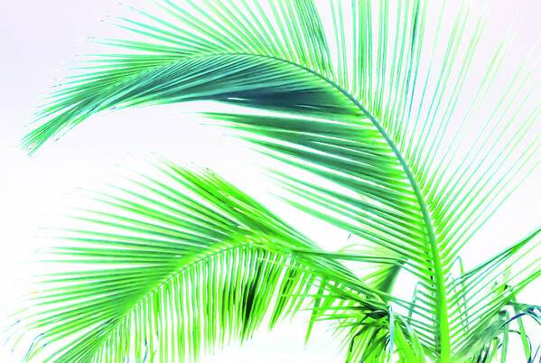 Palm and Ocean - Art Print