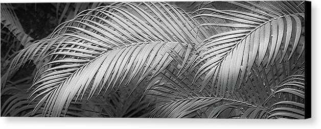 Palm Design Relief - Black and White - Canvas Print