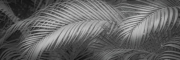 Palm Design Relief - Black and White - Art Print