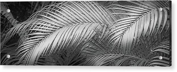 Palm Design Relief - Black and White - Acrylic Print