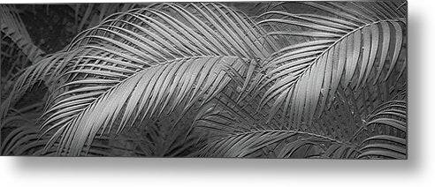 Palm Design Relief - Black and White - Metal Print