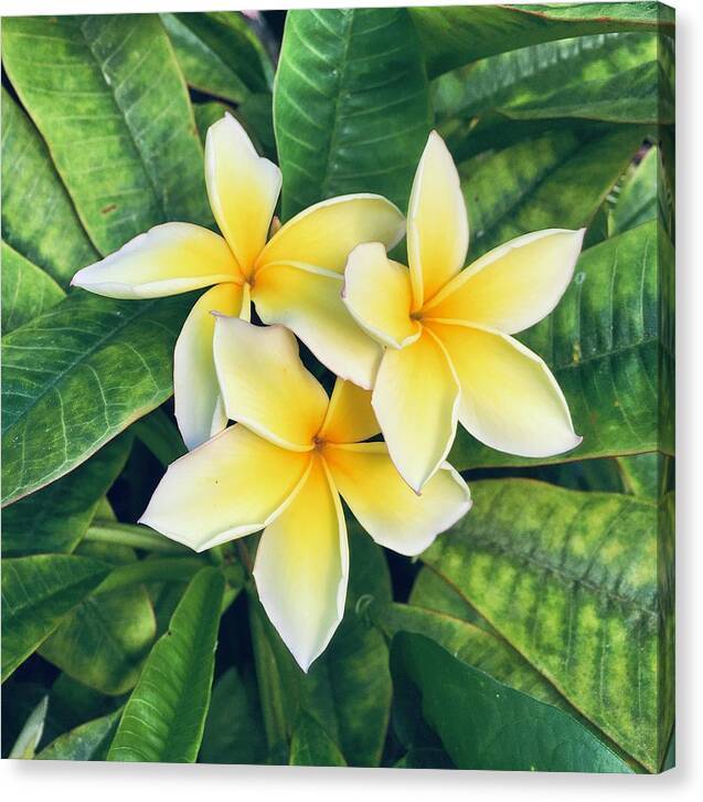 Plumerias - Canvas Print