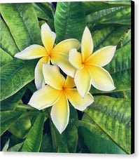 Plumerias - Canvas Print