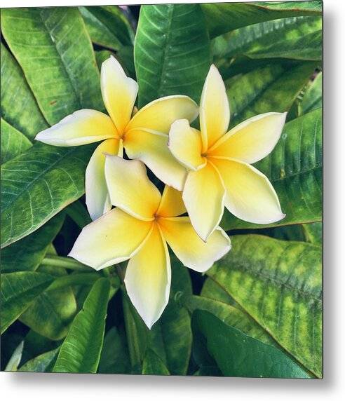 Plumerias - Metal Print