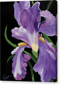 Purple Iris Glory - Canvas Print Canvas Print 1ArtCollection