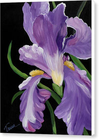 Purple Iris Glory - Canvas Print Canvas Print 1ArtCollection