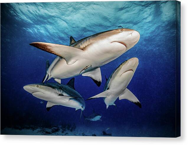 Reef Trio - Canvas Print Canvas Print 1ArtCollection