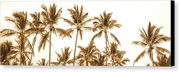 Sepia Palm Grove Panorama - Canvas Print