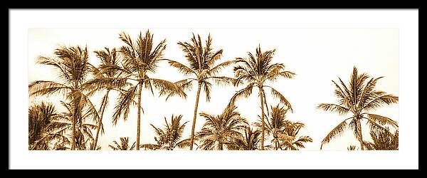 Sepia Palm Grove Panorama - Framed Print