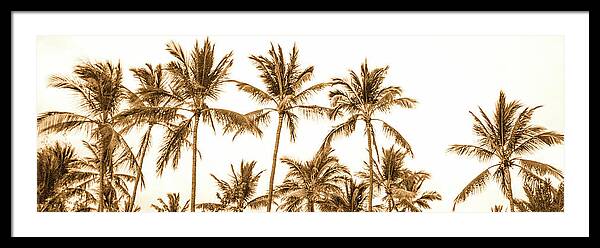 Sepia Palm Grove Panorama - Framed Print