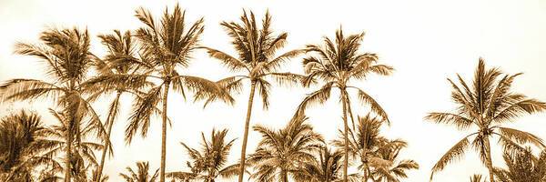 Sepia Palm Grove Panorama - Art Print