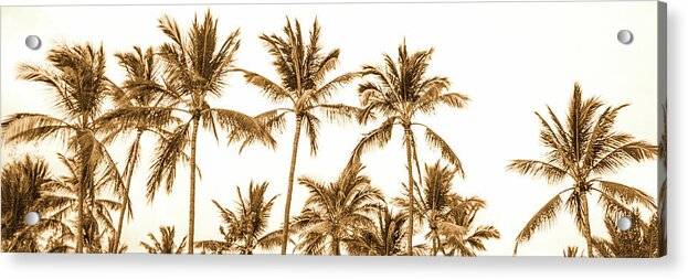 Sepia Palm Grove Panorama - Acrylic Print