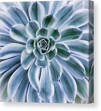 Succulent Motif 1 - Canvas Print