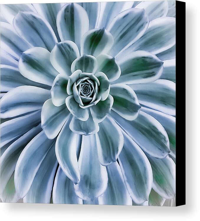 Succulent Motif 1 - Canvas Print