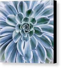 Succulent Motif 1 - Canvas Print