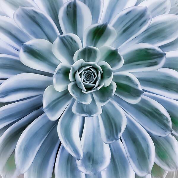 Succulent Motif 1 - Art Print