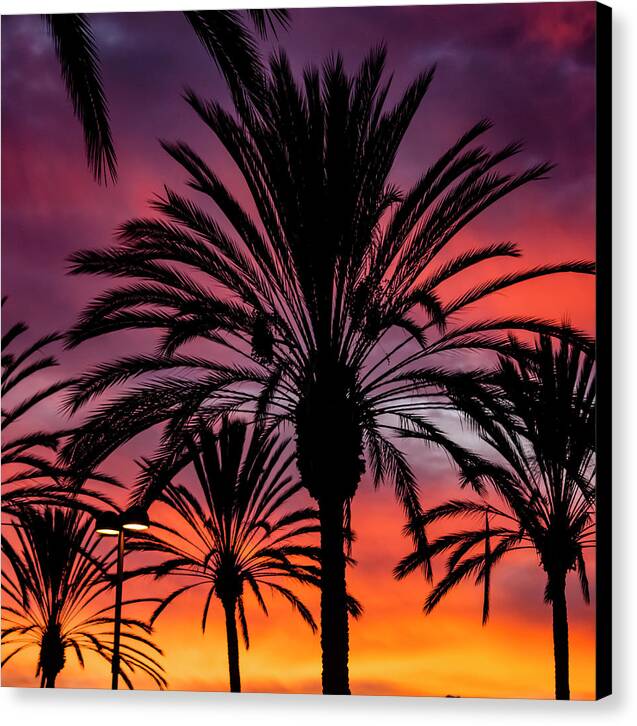 Sunset Palms - Canvas Print