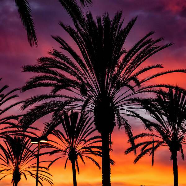 Sunset Palms - Art Print