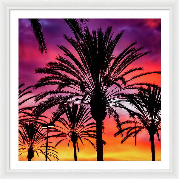 Sunset Palms - Framed Print