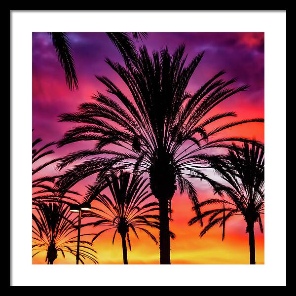 Sunset Palms - Framed Print