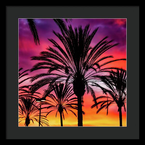 Sunset Palms - Framed Print