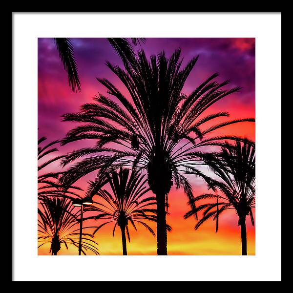 Sunset Palms - Framed Print