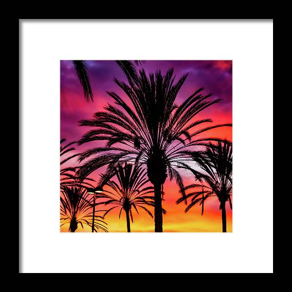 Sunset Palms - Framed Print