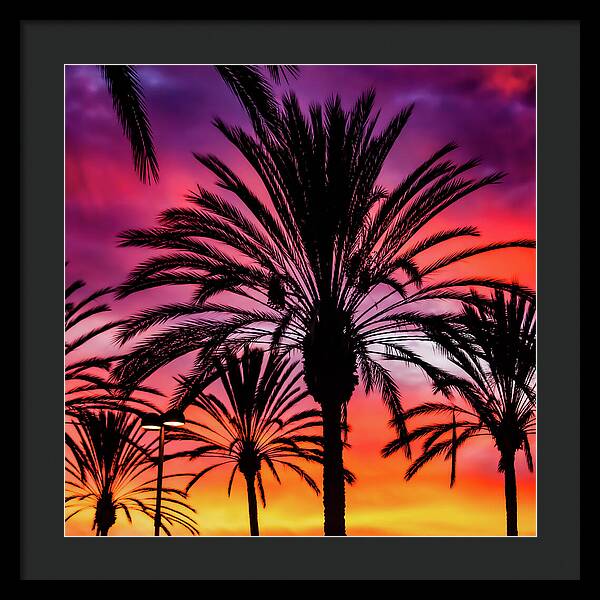 Sunset Palms - Framed Print