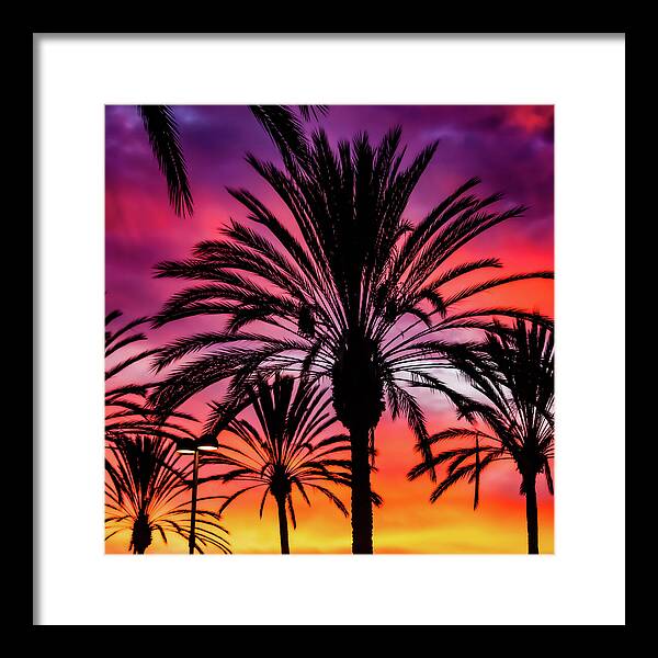 Sunset Palms - Framed Print