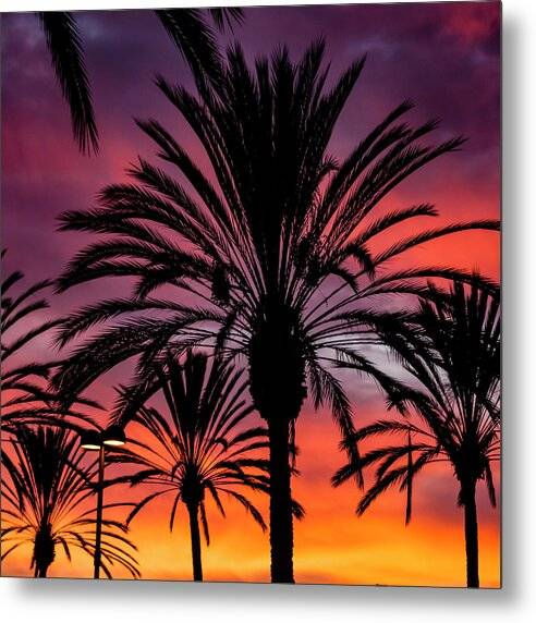 Sunset Palms - Metal Print