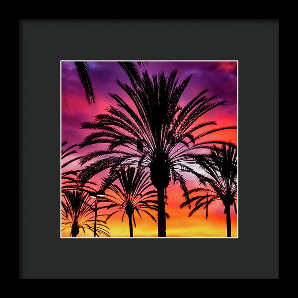 Sunset Palms - Framed Print