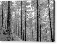 Swiss Forest  - Canvas Print