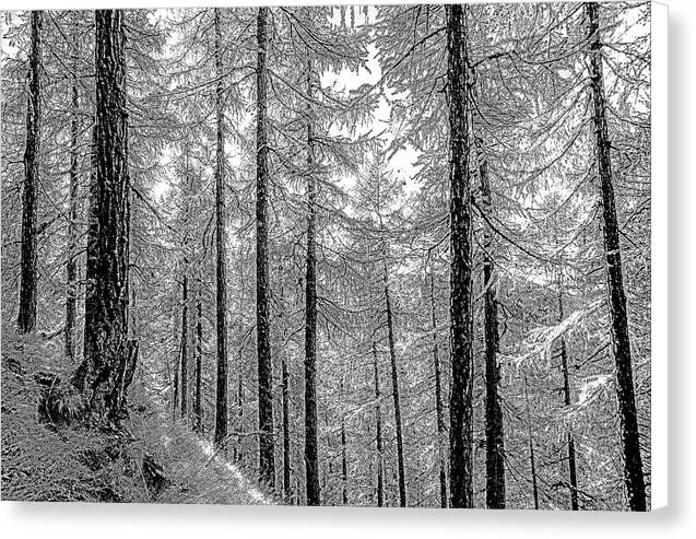 Swiss Forest  - Canvas Print